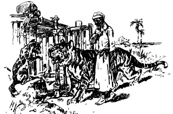 Иллюстрация к сказке хитрый Шакал