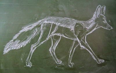 Иллюстрации к сказке хитрый шакал (48 фото)