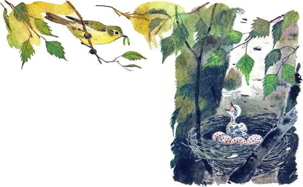 Подкидыш Бианки