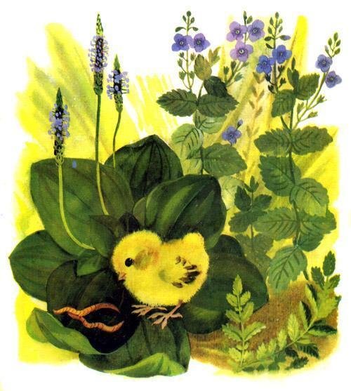 Чуковский корней "цыпленок"