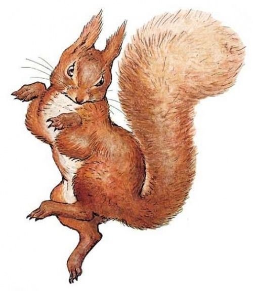 Белка живет в дупле