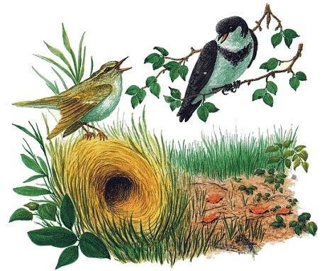 Сказка Лесные домашки Бианки