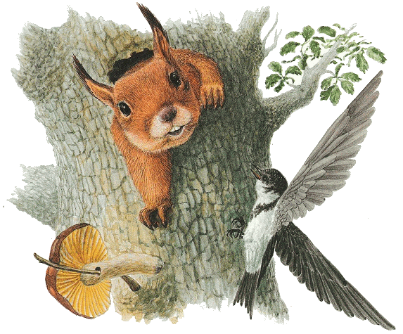 Виталий Бианки лесмные домики