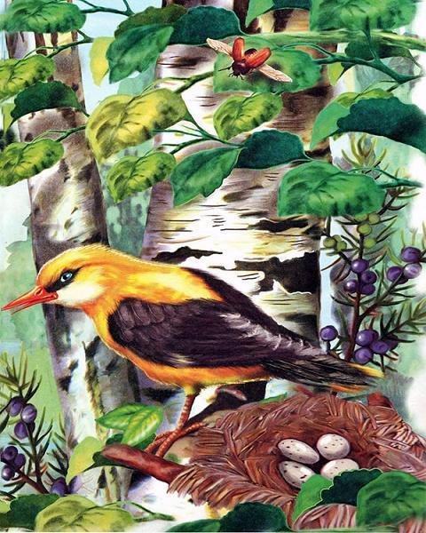 Чомга Виталий Бианки