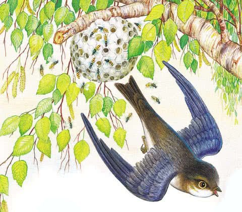 Иллюстрация к рассказу Бианки Лесные домишки