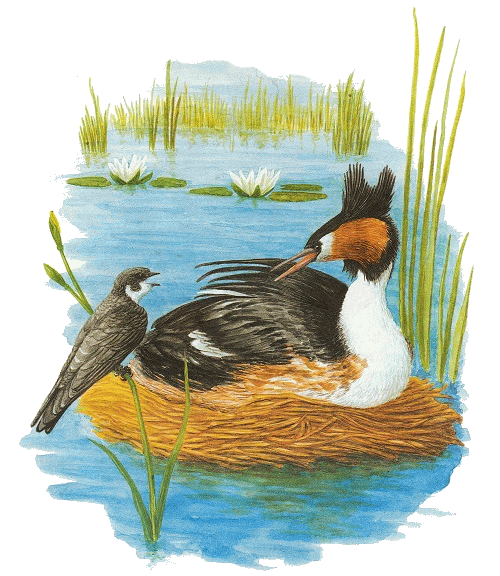 Сказка Бианки Лесные домишки