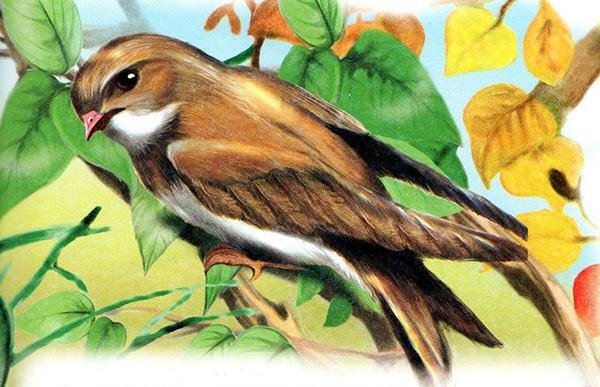 Береговушка Бианки