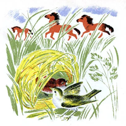 Береговушка Бианки