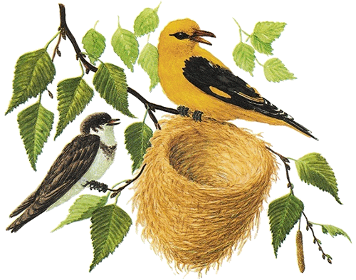 Иллюстрация к сказке лесные домишки (49 фото)