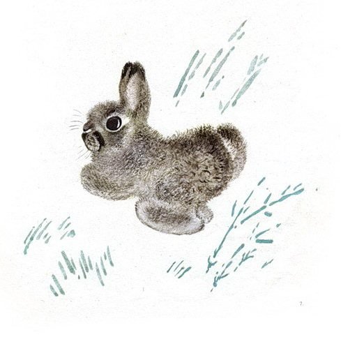 Чарушин Евгений Иванович рассказы