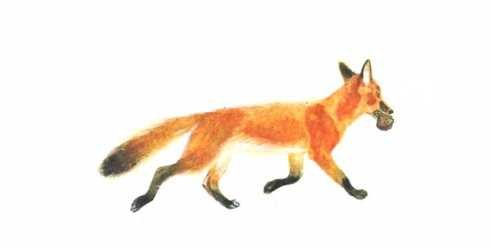 Иллюстрации Лисичкин хлеб Пришвина