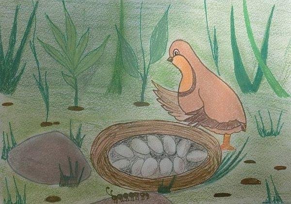 Бианки оранжевое горлышко иллюстрации