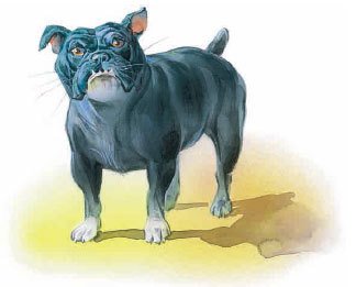 Произведение л н Толстого Булька