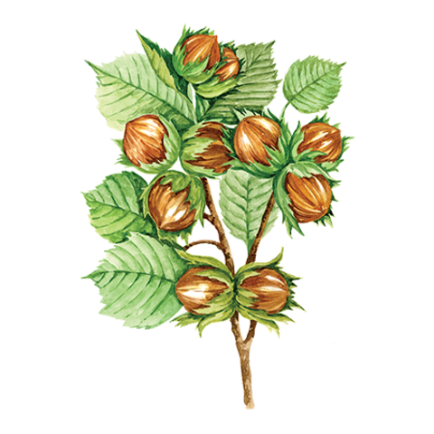 Сказка Толстого Ореховая ветка