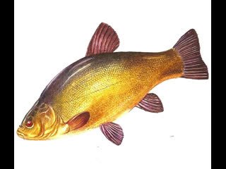 Мещёра Паустовский