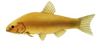 Бальмонт Золотая рыбка