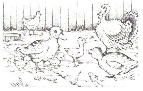 Раскраска птичий двор