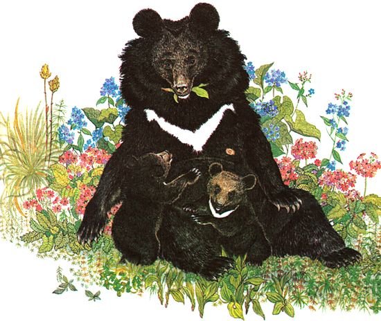 Медведь белогрудый Павлишин