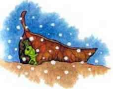 Топелиус Солнечный Луч тест