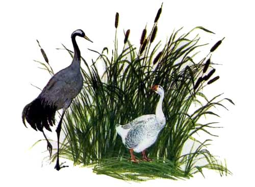 К. Ушинского "Гусь и журавль