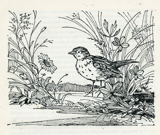 Иллюстрации к сказке ромашка (49 фото)