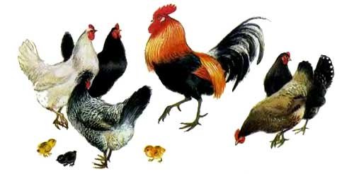 Сказка Ушинского петушок с семьей