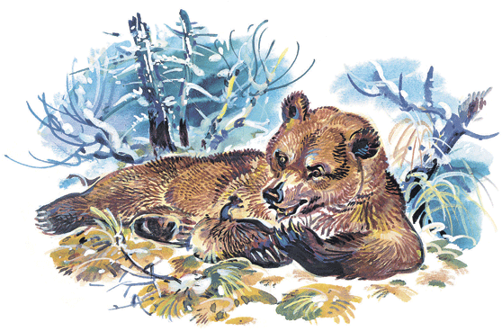 Николай Сладков барсук