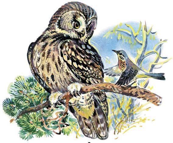 Н. Сладков Дрозд и Сова