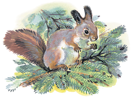 Николай Сладков белка