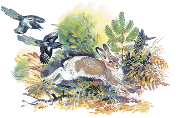 Лесные сказки Николай Сладков