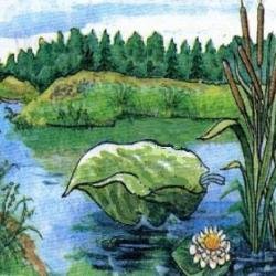 Капустный лист Бехлерова иллюстрации