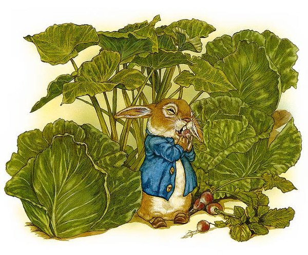 Иллюстрации к сказке бехлеровой капустный лист (48 фото)