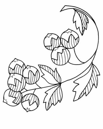 Орешник куст