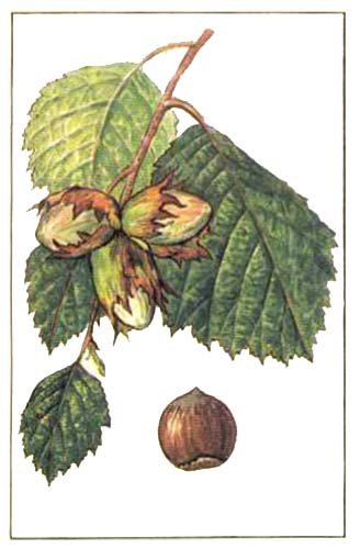 Орешник для детей