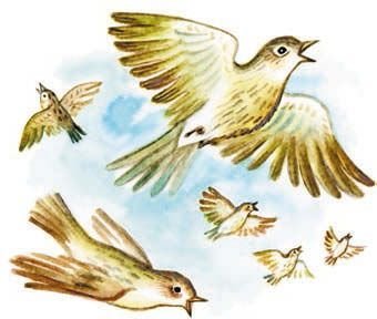 Рисование жаворонка