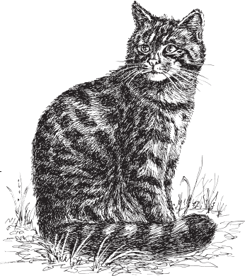 Книга Житков Беспризорная кошка