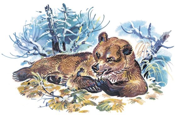 Медведь и солнце иллюстрации