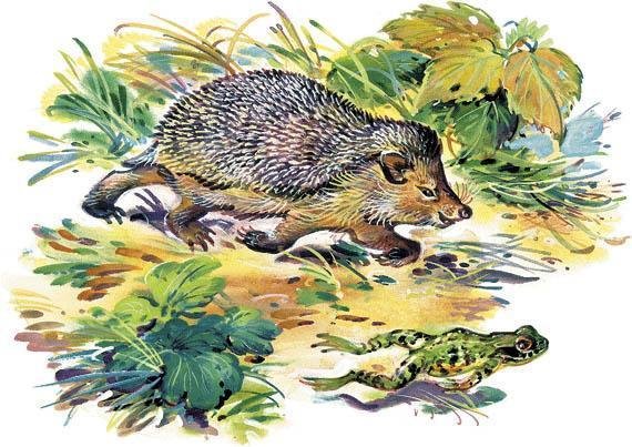 Бежал Ёжик по дорожке Николай Сладков