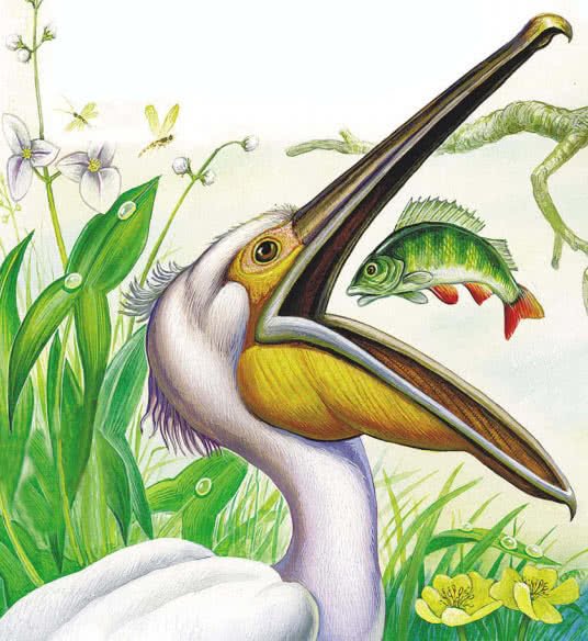 Бианки в.в. "чей нос лучше?"