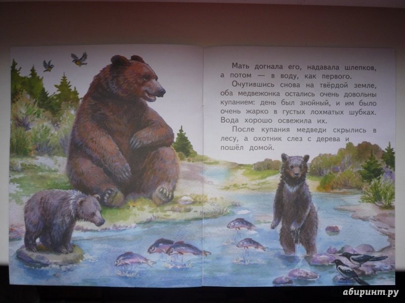Бианки рассказы купание. Рассказа в Бианки книга купание медвежат. Иллюстрации к рассказу купание медвежат Бианки. Рассказ Бианки купание медвежат. Картина купание медвежат Бианки.
