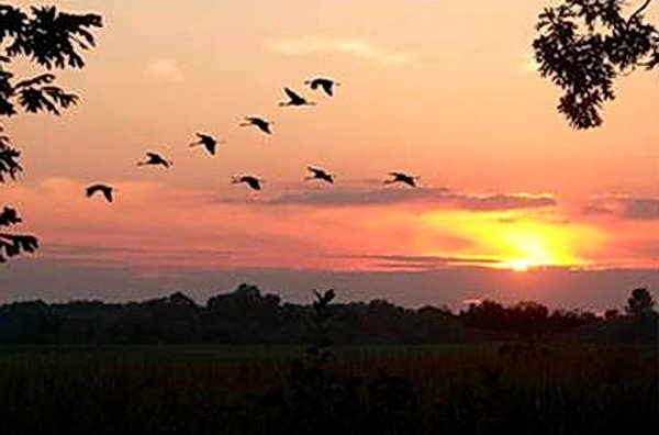 Афанасий Фет ласточки иллюстрации