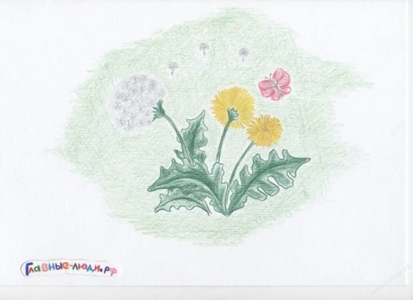 Рисунок к стихотворению полевые цветы