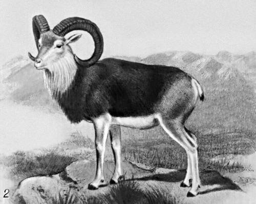 Горный Архар Кавказ