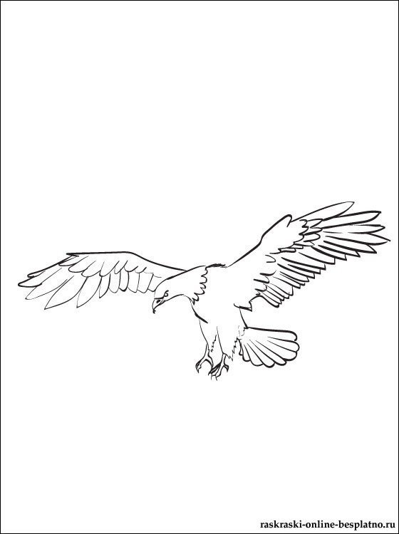 Стихотворение с поляны коршун. Орел в полете рисунок. Нарисовать орла в полете. Орёл в полёте карандашом. Орел в полете раскраска для детей.