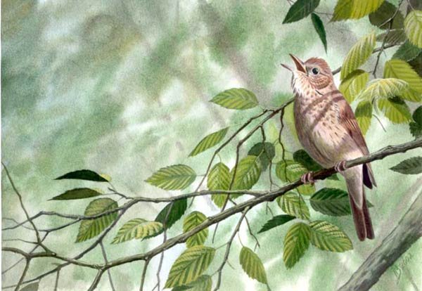 Соловей картины художников