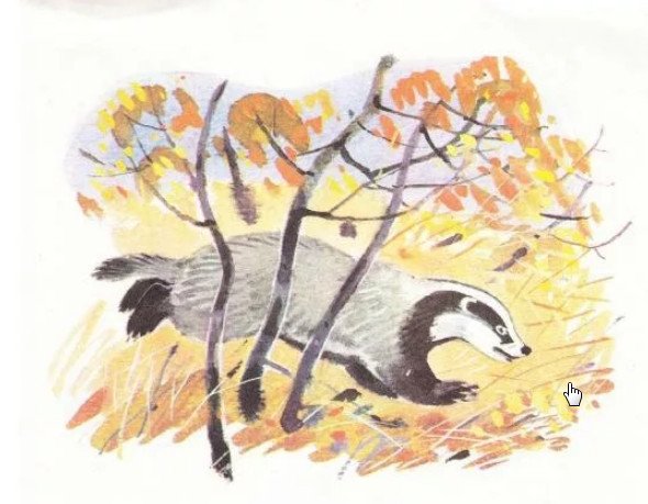 К. Паустовский "барсучий нос"