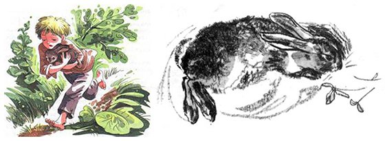 Паустовский заячьи лапы ветеринар