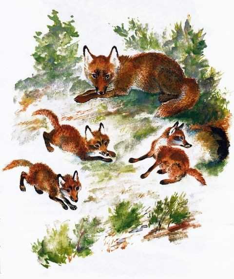 Евгений Чарушин лисята