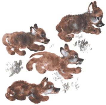 Книга Чарушина лисята