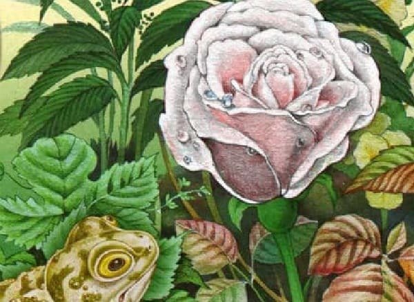 Иллюстрации из сказки о жабе и Розе